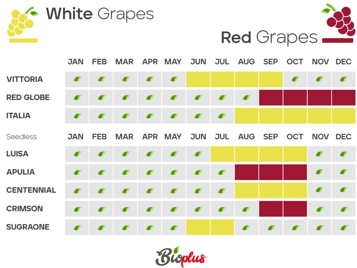 Calendar White and Red Grapes