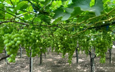 The 2024 grape season is about to start !